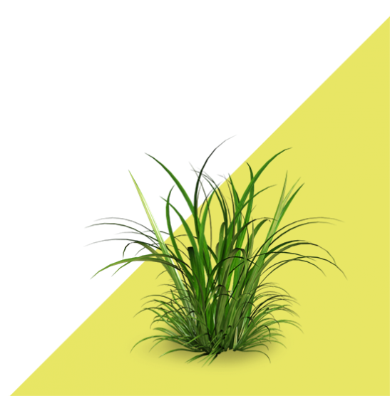 Empresa de tractaments contra les males herbes