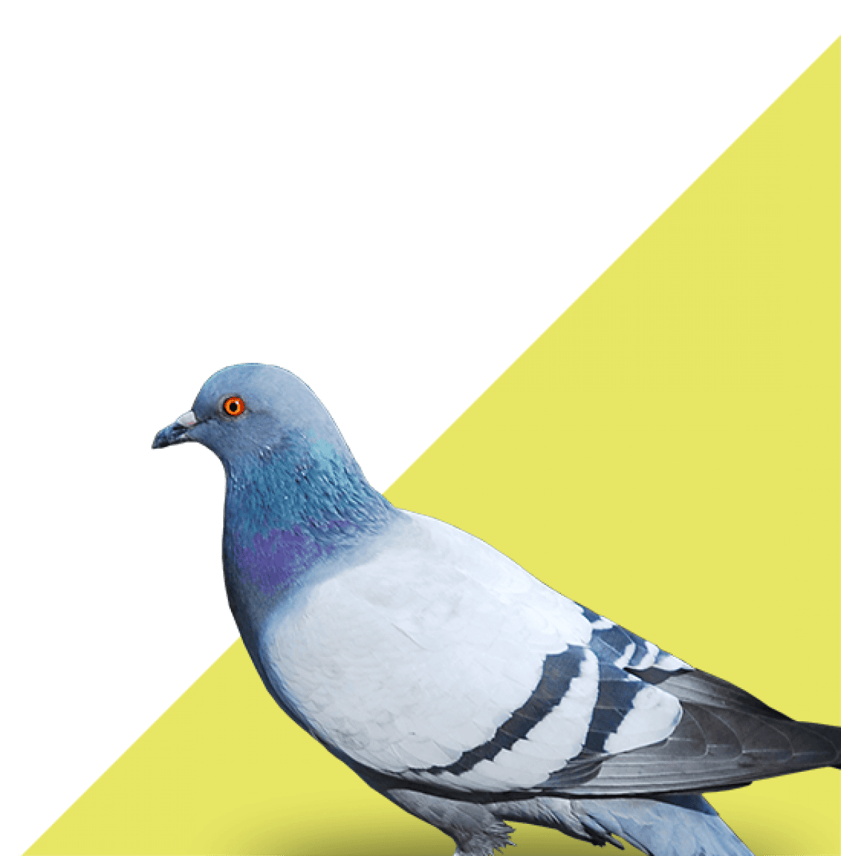Control de aves
