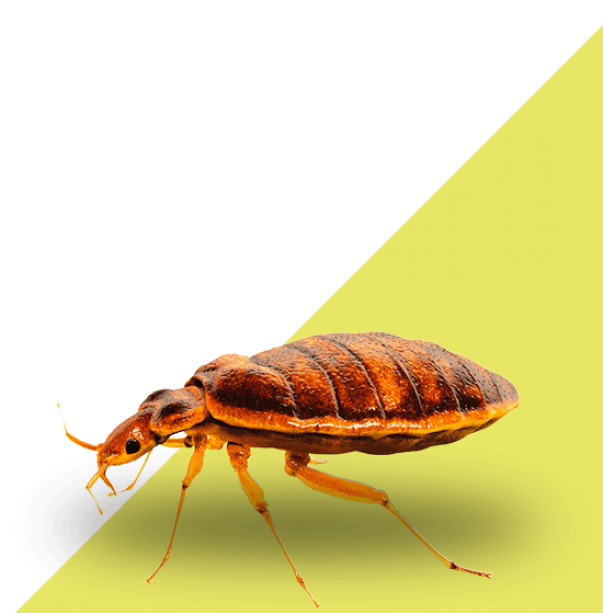 Desinsectación