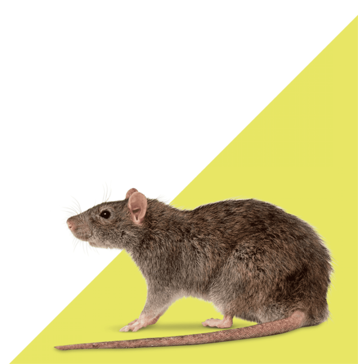 Desratización