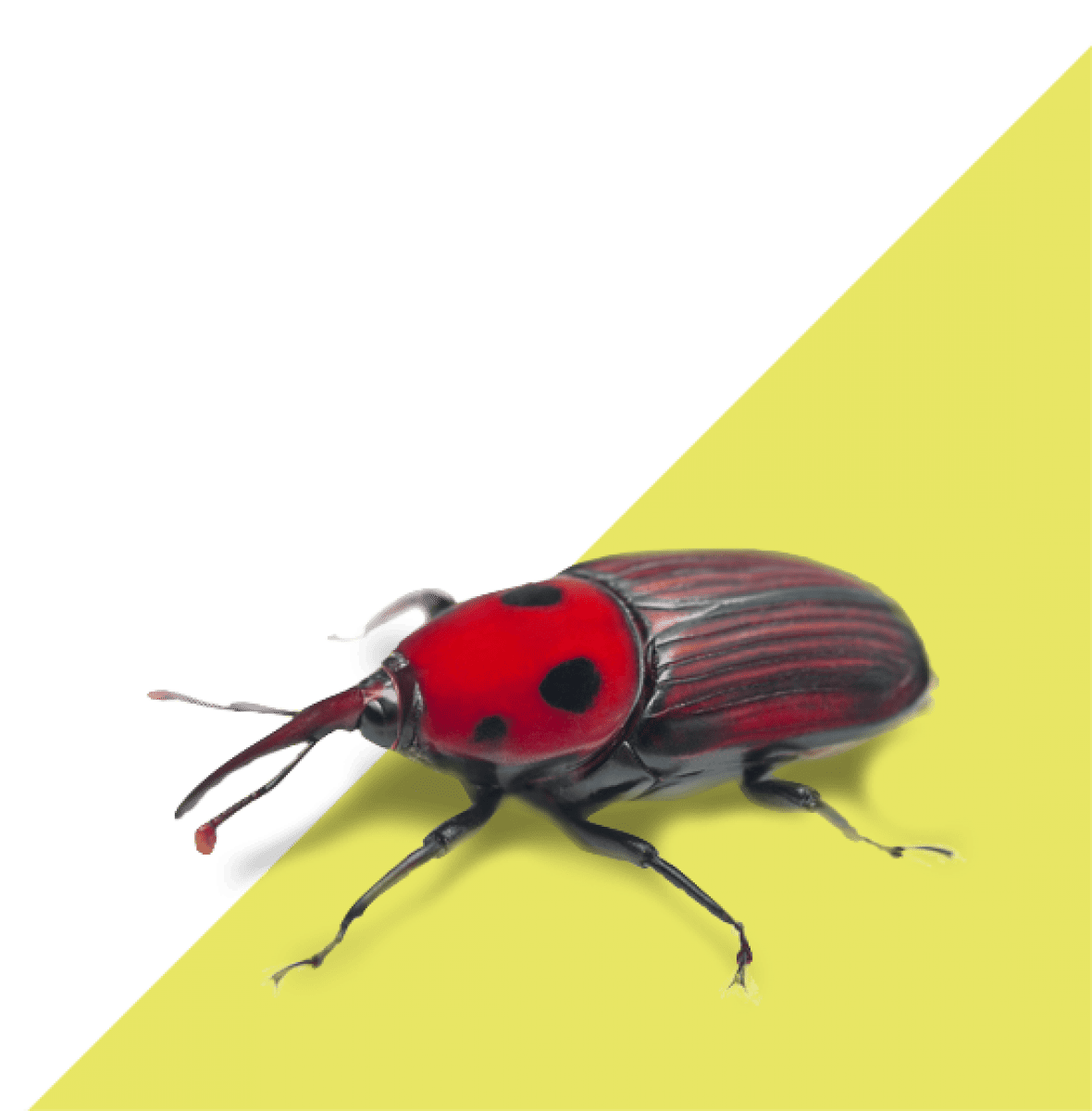 Company for palm weevil treatment