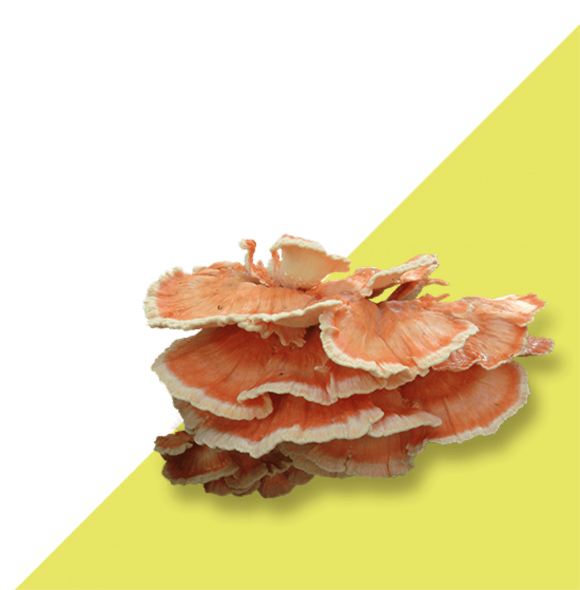 Hongos xilófagos