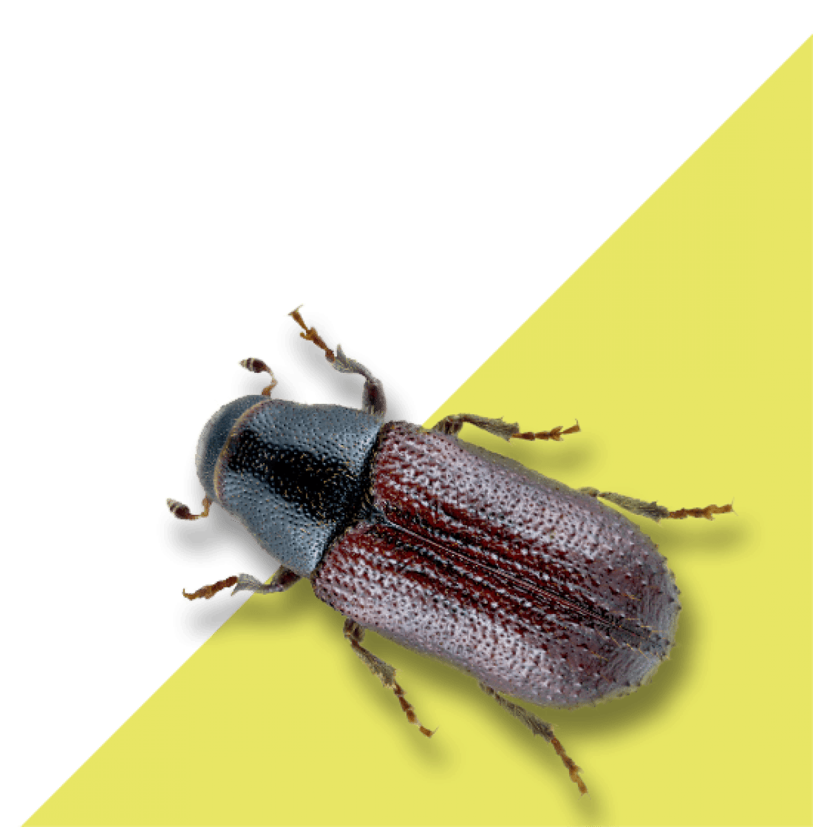 Tratamientos y exterminación del tomicus