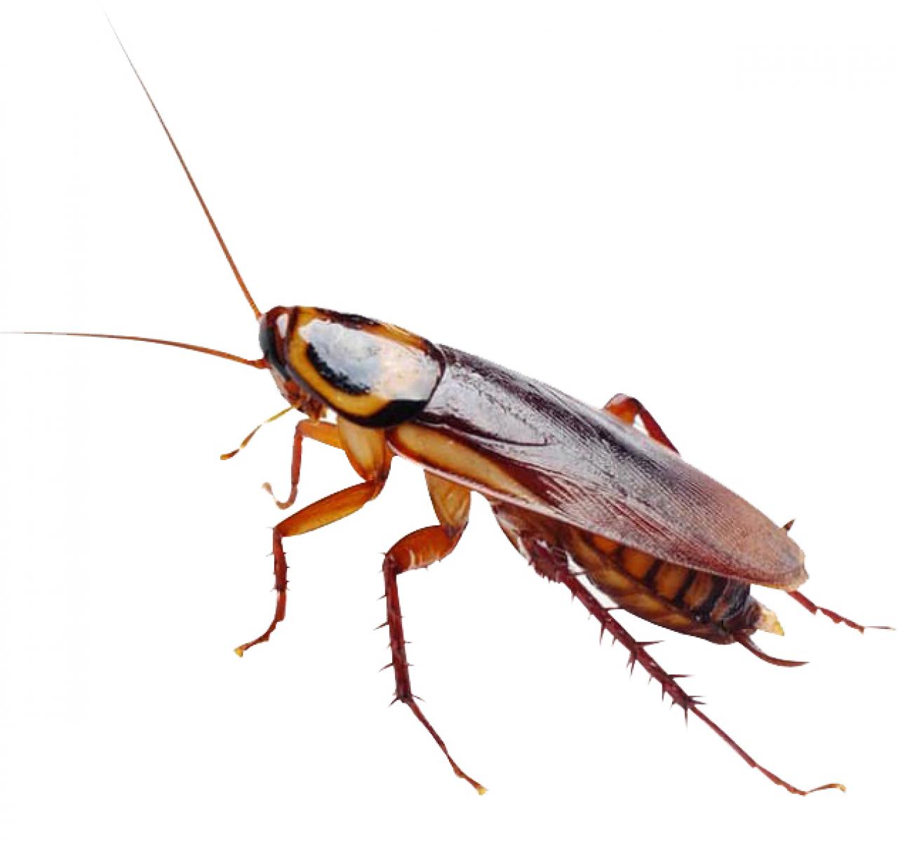 Cucarachas 