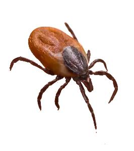Garrapatas