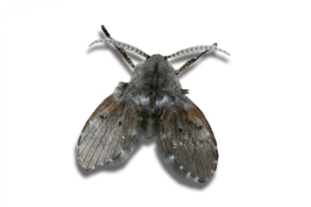 Mosquita de la humedad