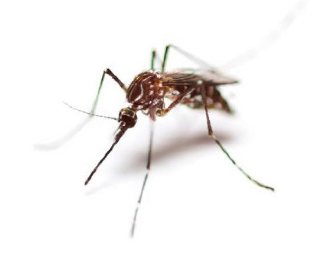 Mosquitos