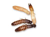 Dry termite