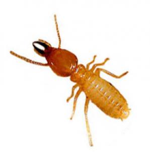 Subterranean termites