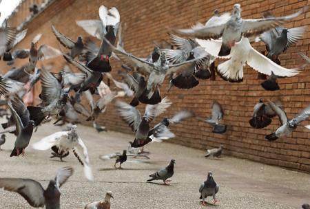 Las palomas ocupan un espacio en nuestra sociedad y en algunas ocasiones se convierte en un problema