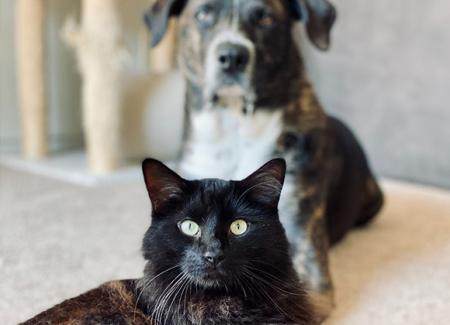 Les mascotes solen deixar pèl que en moltes ocasions es claven com agulles