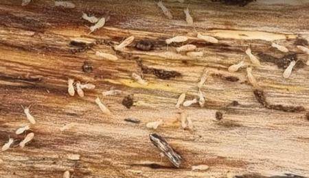 Termite pests grow inside our wood without our realizing it, we must be aware of a series of indicators that we will discuss below