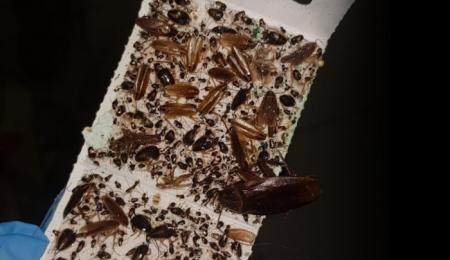 Colocación de trampas que eliminan una gran variedad de insectos