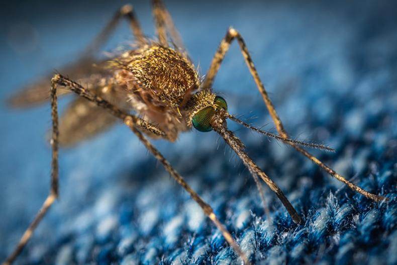 En verano el mosquito aumenta su población, llegando a ser un verdadero problema en algunas zonas