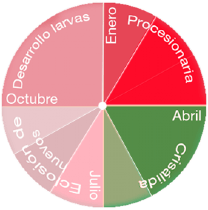 fases de la procesionaria de pino
