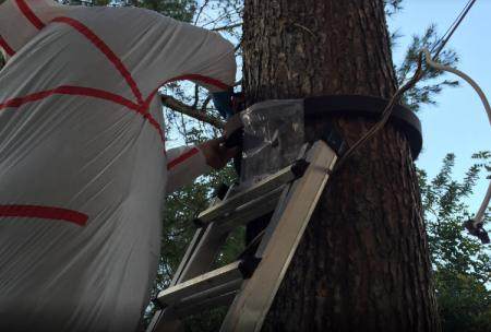 Illes Control colocando trampas contra la procesionaria de los pinos