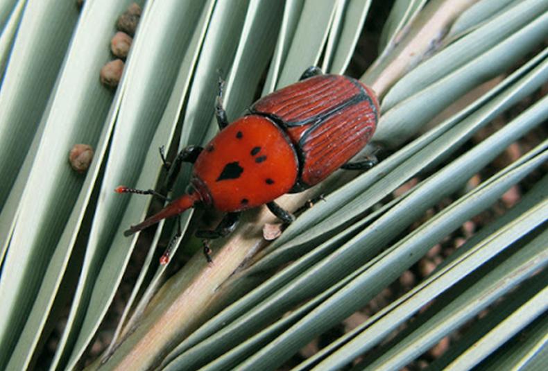 The main victim of the red palm weevil is the palm tree