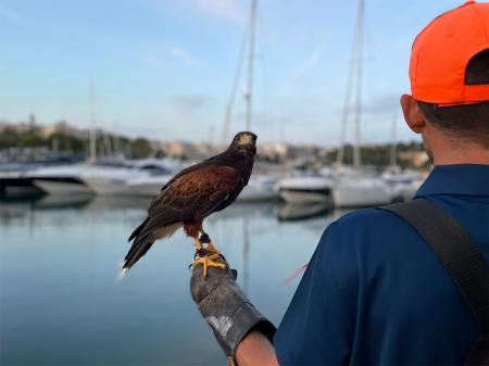 servicio de cetrería de Illes Control en el puerto 