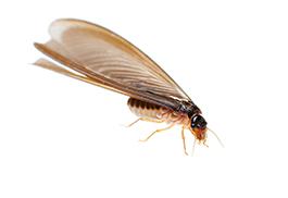 Dry termite