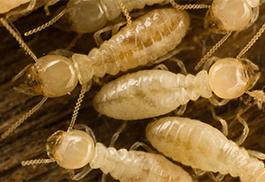 Subterranean termites