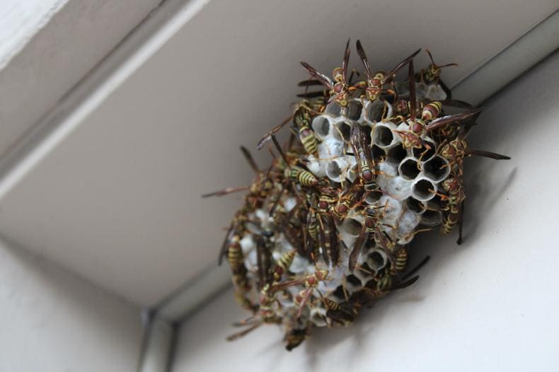 We eliminate hornets