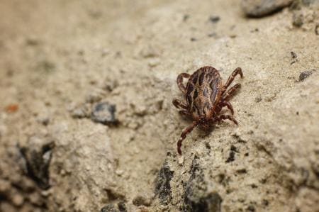 Sie haben einen räuberischen Instinkt und werden von ihrem Blutdurst getrieben