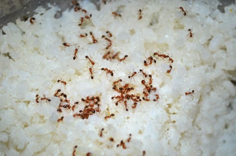 Hormigas en nuestra despensa