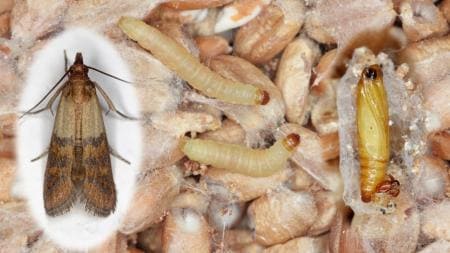 Aquí tenim una arna dels aliments i el tipus de larves que ens podem trobar