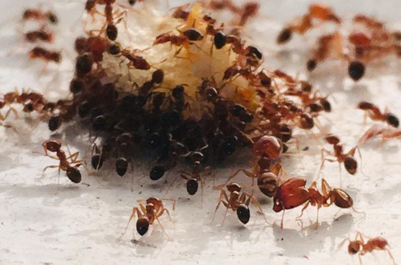 Hormigas atacando a nuestros restos de comida