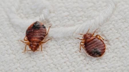 Aqui tenemos una muestra de las chinches de la cama que podemos encontrar habitualmente