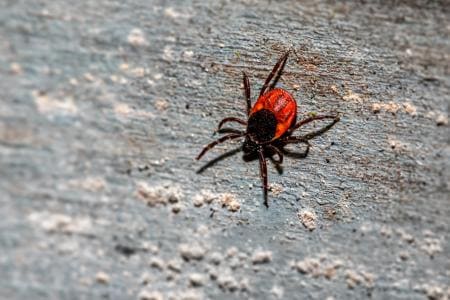 Zecken findet man an verschiedenen Stellen in der Natur