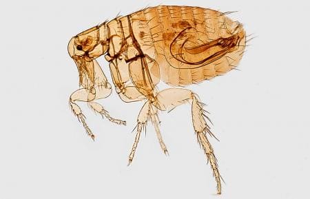 Flöhe sind äußere blutsaugende Parasiten von Tieren und Menschen. Seine Größe liegt zwischen 1,5 und 3 mm