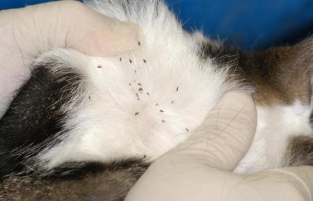 Die Flohbekämpfung ist sehr wichtig, insbesondere wenn wir Haustiere zu Hause haben, Spaziergänge auf dem Land und/oder Begegnungen mit anderen Tieren zum Auftreten dieser Insekten führen.