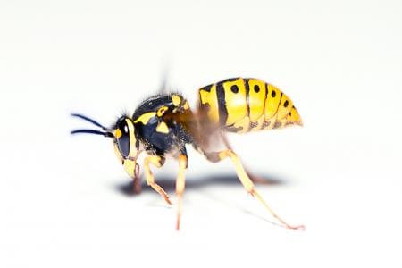 The average size of the wasp ranges between 1 and 1.5 cm