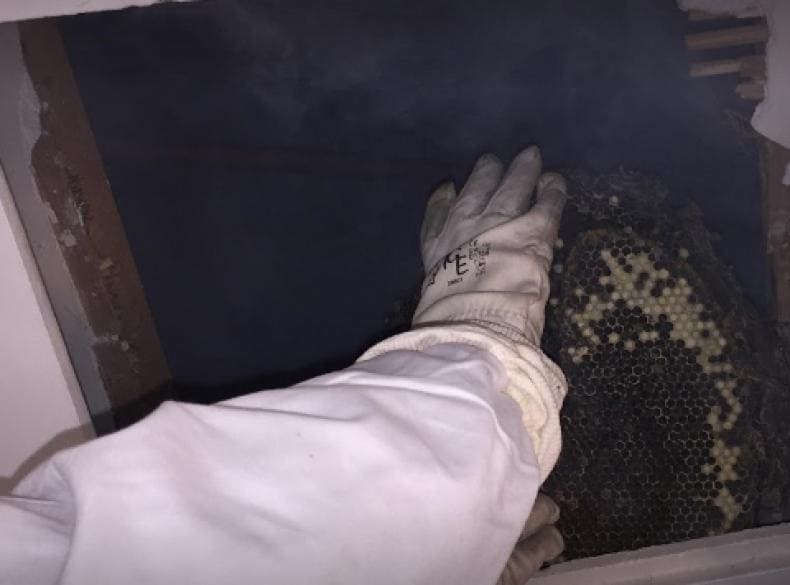 One of our technicians removing a hornet's nest from a false ceiling