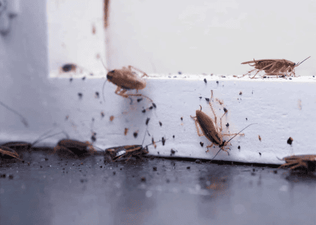 solució definitiva contra la infestació de paneroles