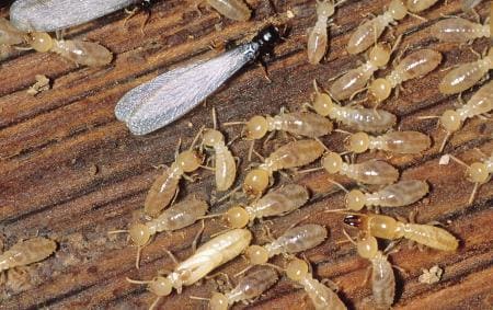Auf diesem Bild sehen wir eine Termite mit Flügeln, mit denen sie ihre Hochzeitsflüge machen